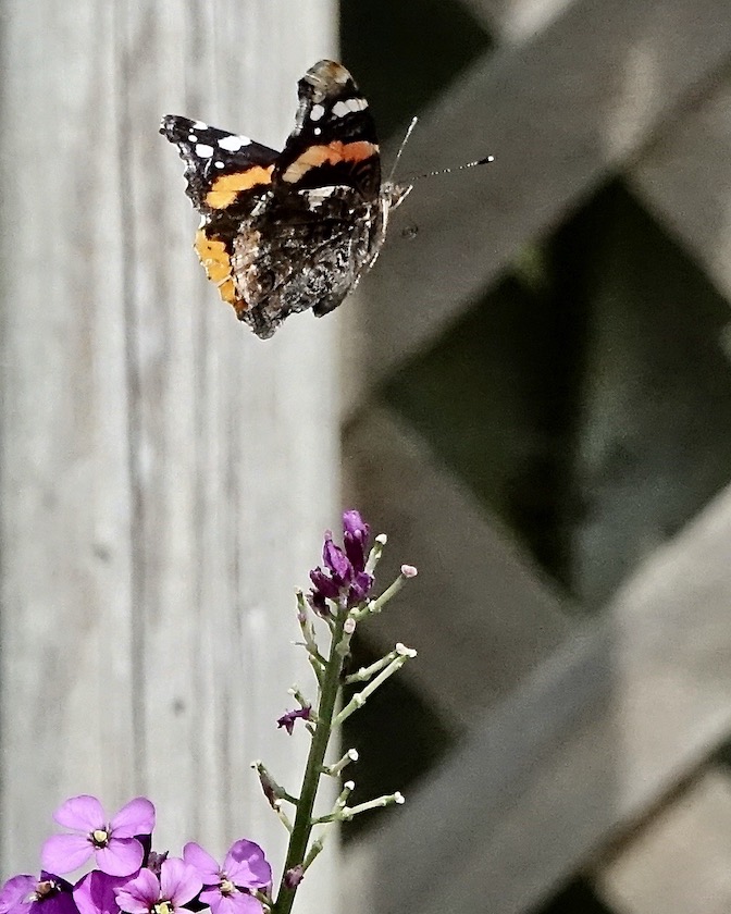 red admiral